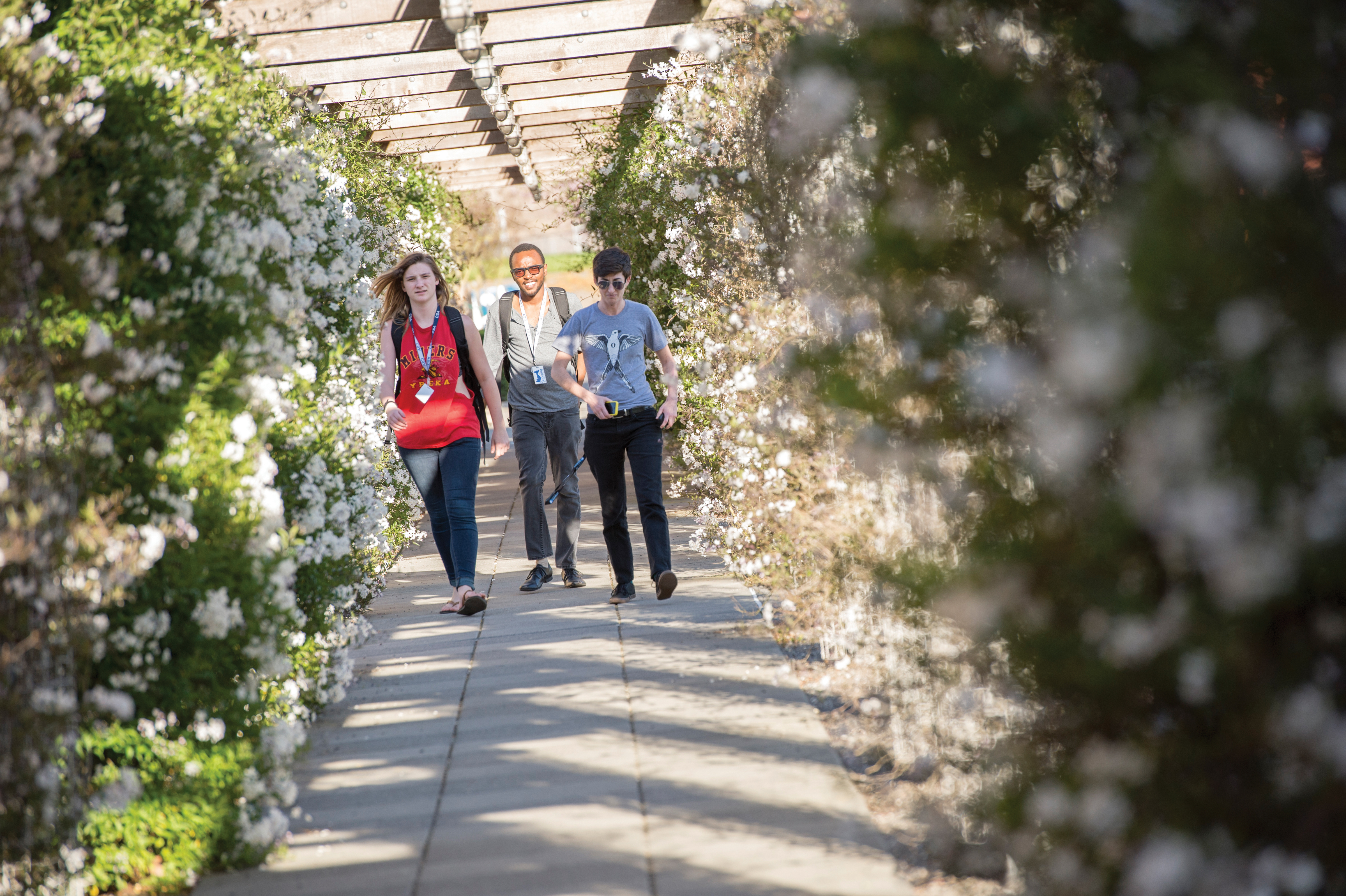 Three students walk through a trellised path bordered by hedges of green leaves and white flowers