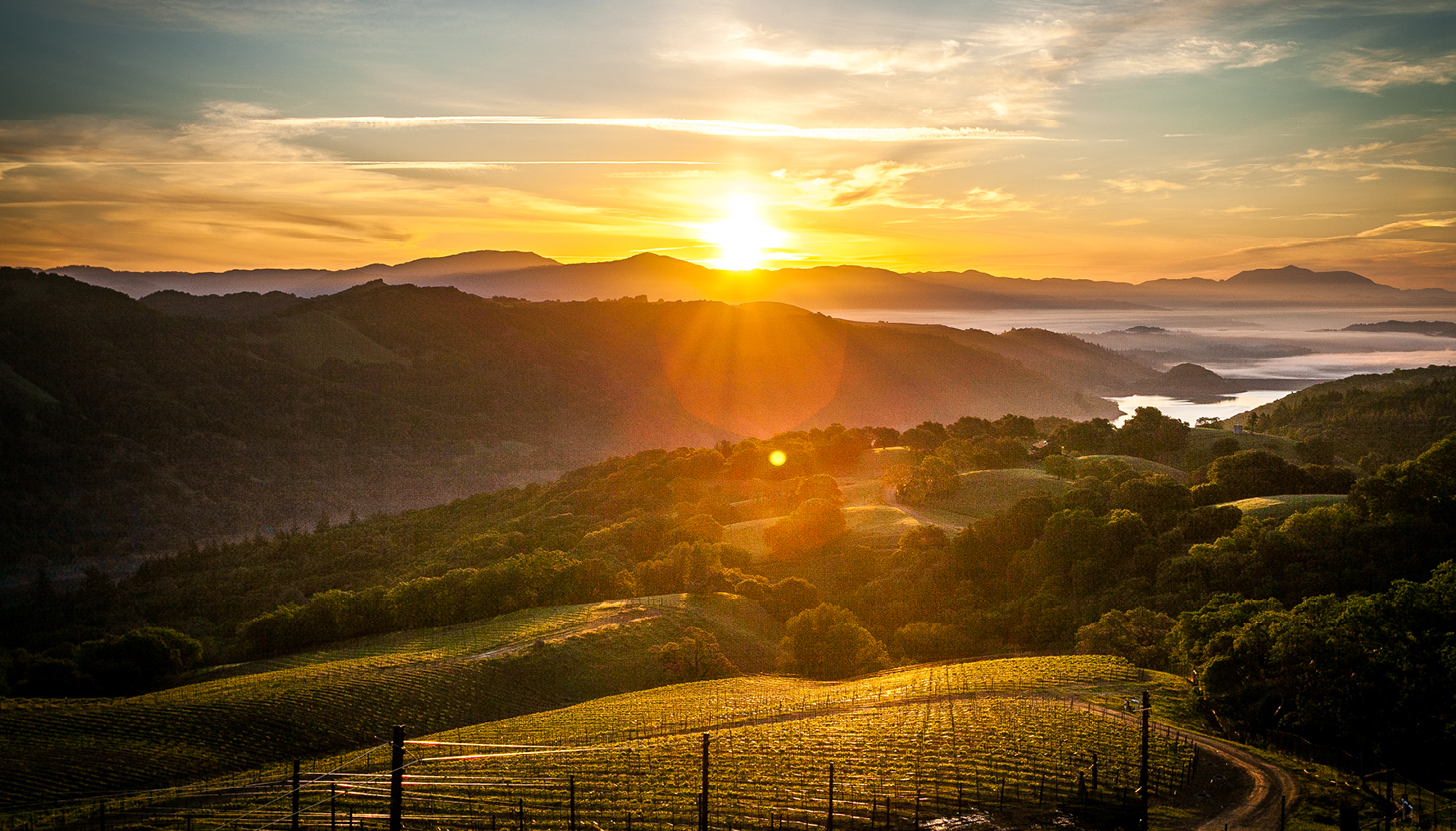 Vineyard and hills with a sunset