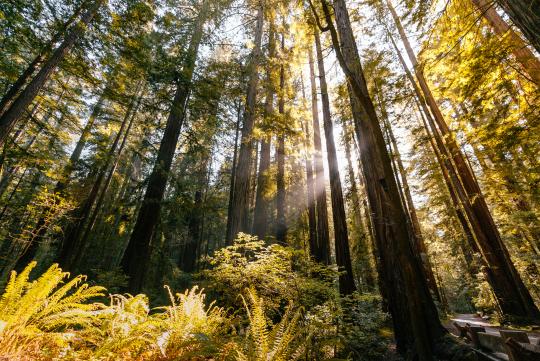 armstrong redwoods