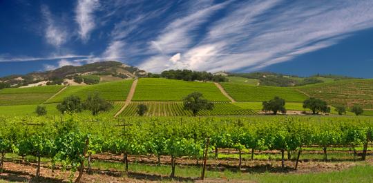 sonoma county vineyards